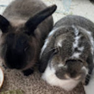 Meet your Posher, Marilyn